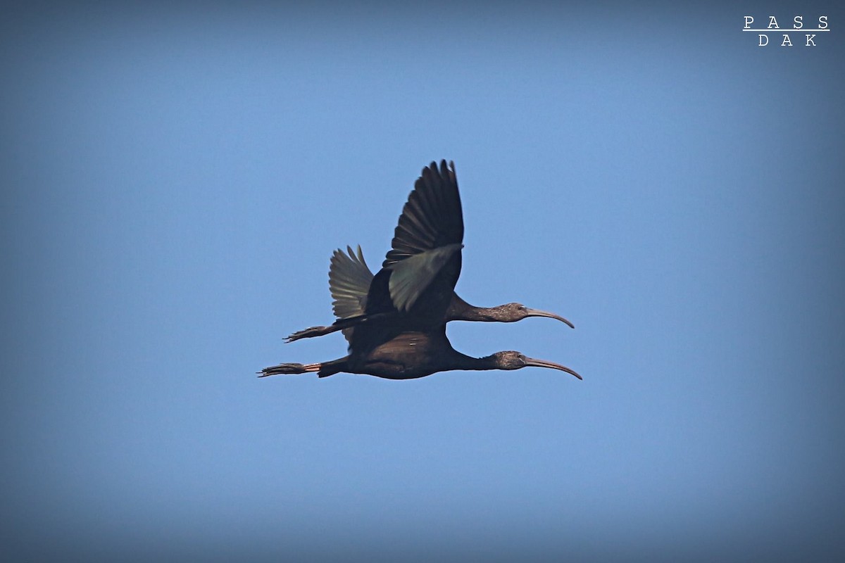 Glossy Ibis - ML617345366