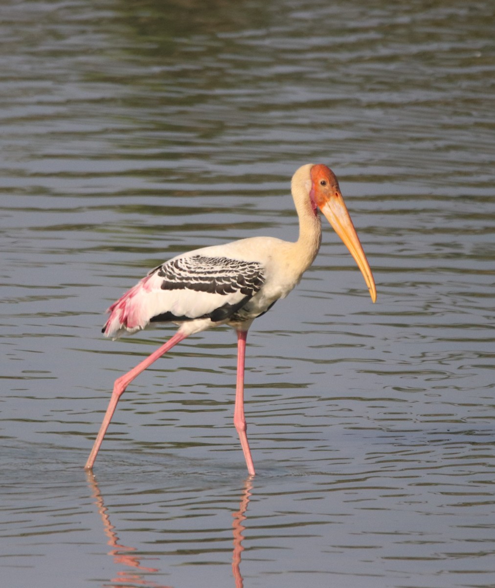 Painted Stork - ML617345383