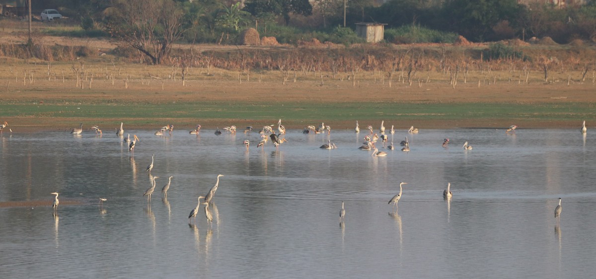 Painted Stork - ML617345385