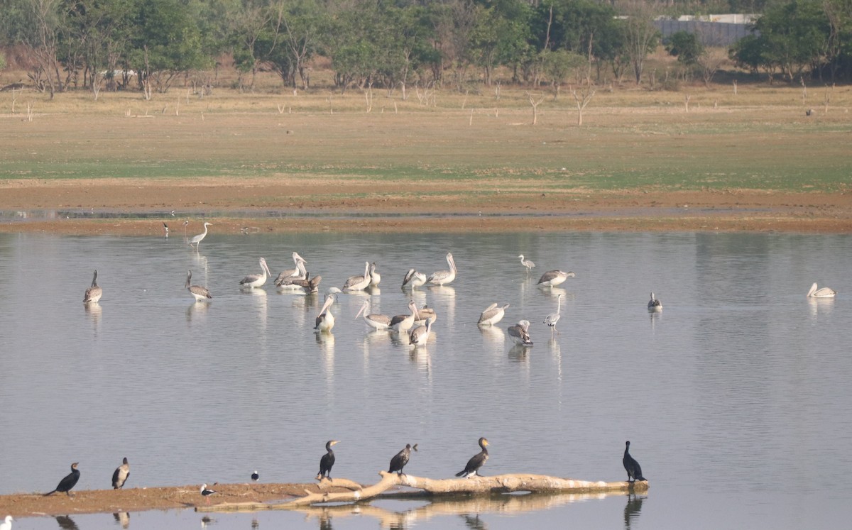 Spot-billed Pelican - Vignesh Bhat