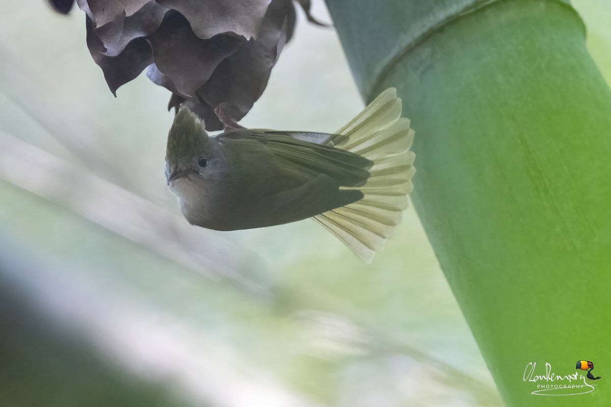 White-bellied Erpornis - ML617345427