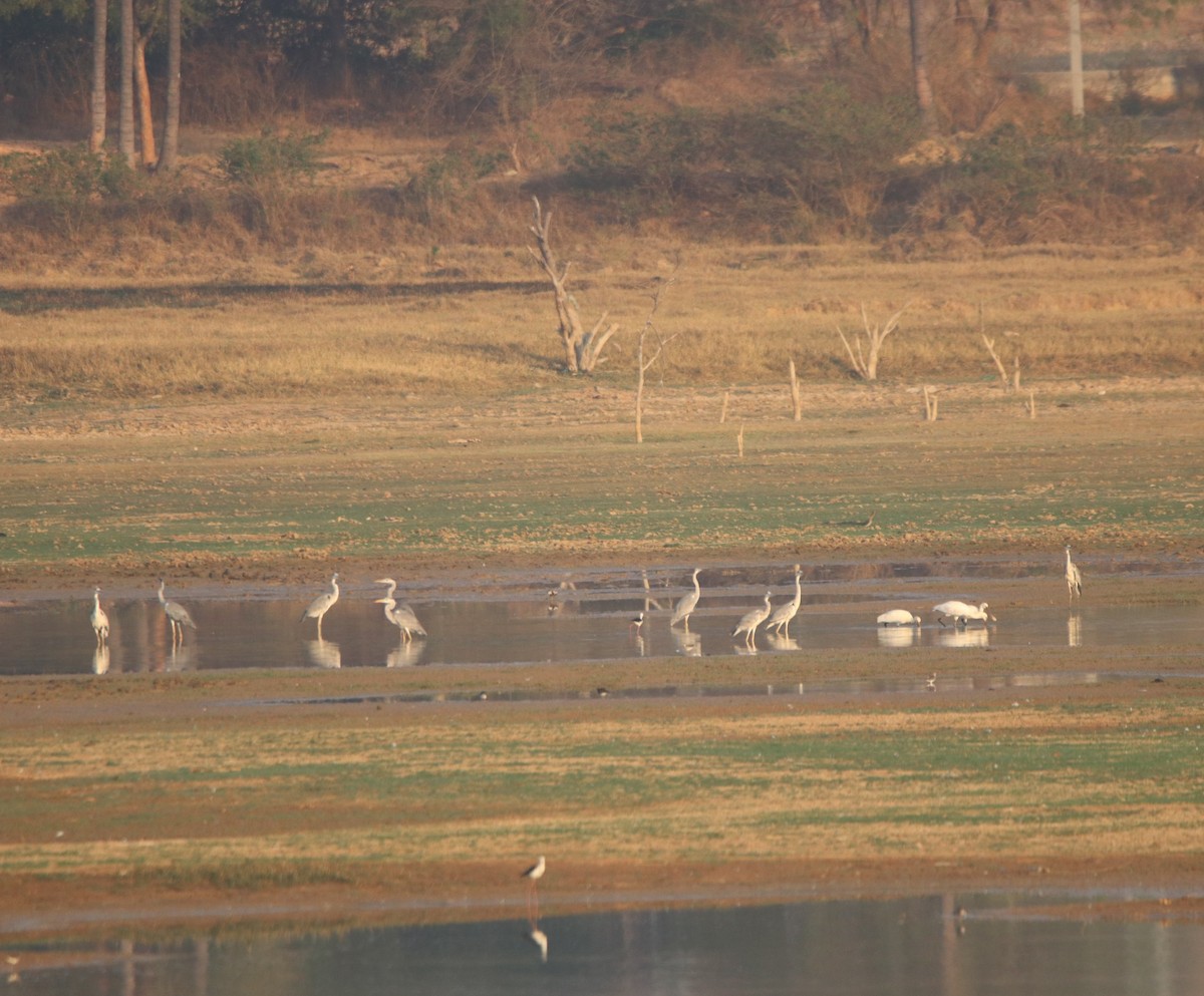Gray Heron - ML617345431