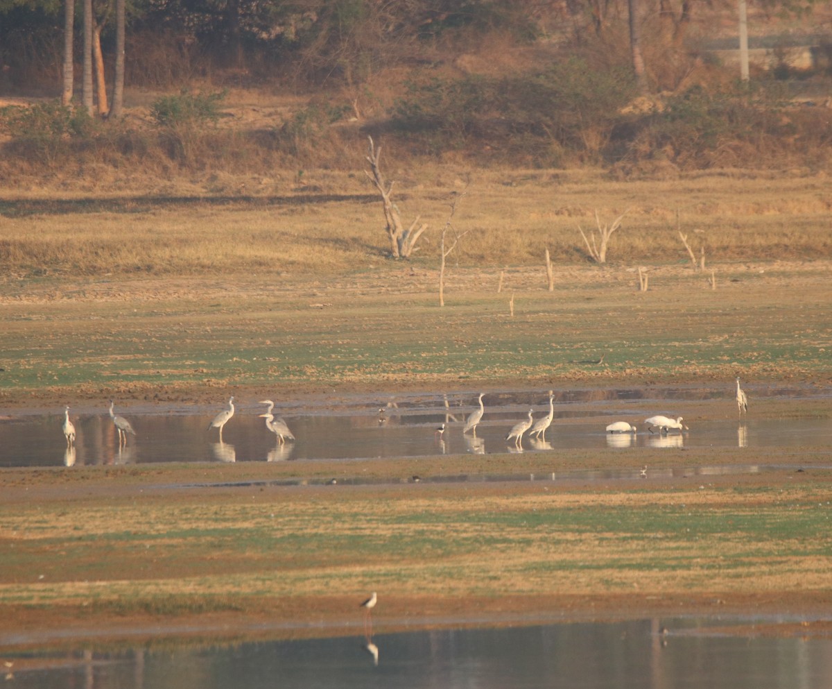 Gray Heron - ML617345431