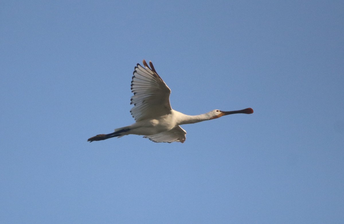 Eurasian Spoonbill - Vignesh Bhat