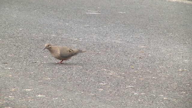 Eared Dove - ML617345444