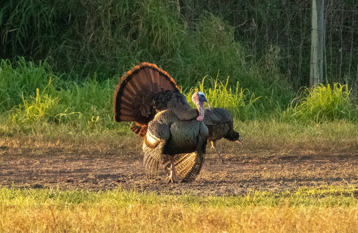 Wild Turkey - ML617345514