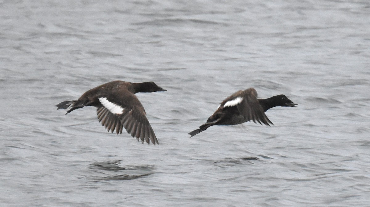 White-winged Scoter - ML617345543