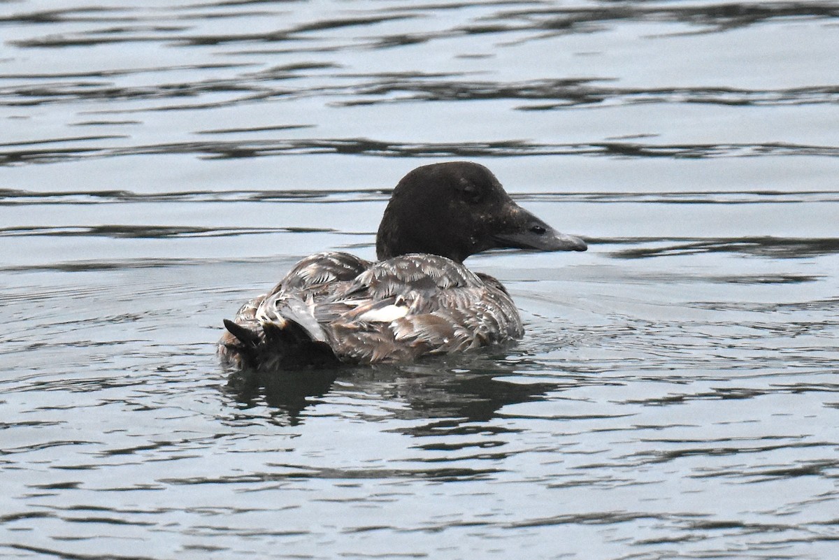 White-winged Scoter - ML617345545