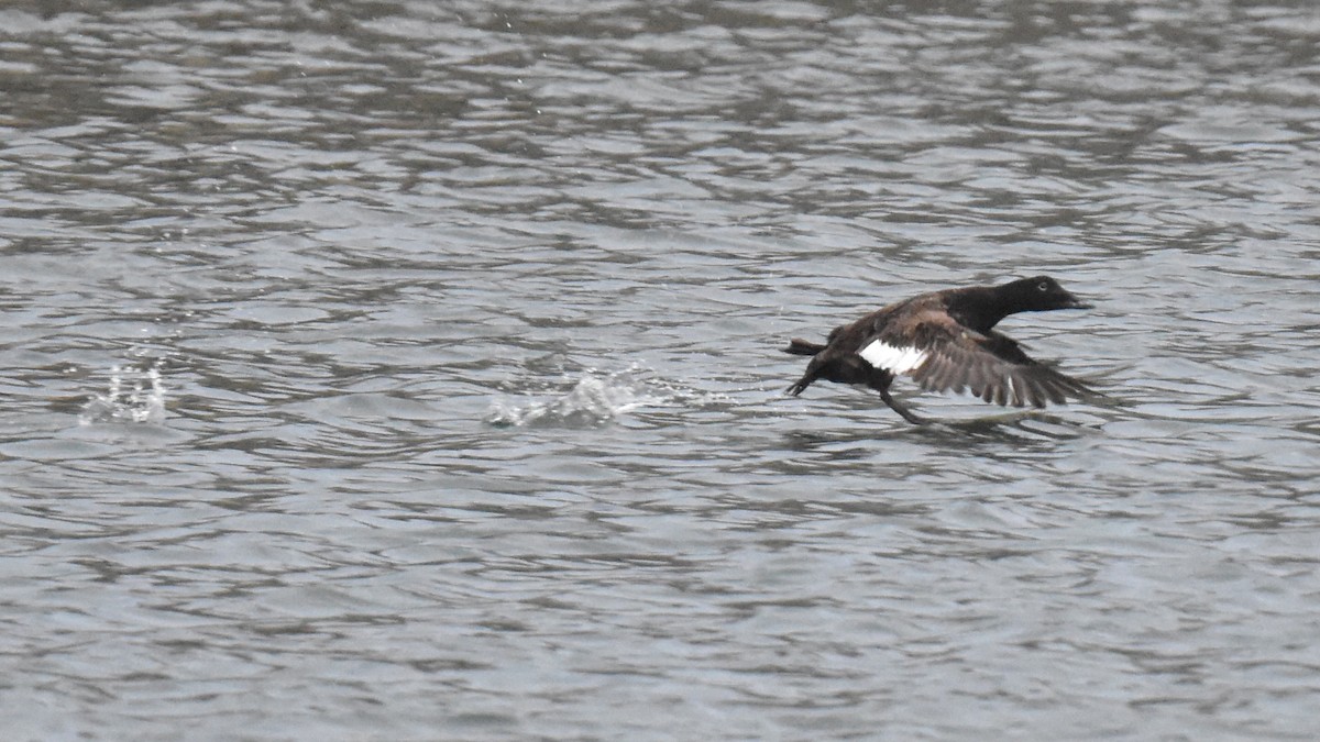 White-winged Scoter - ML617345549