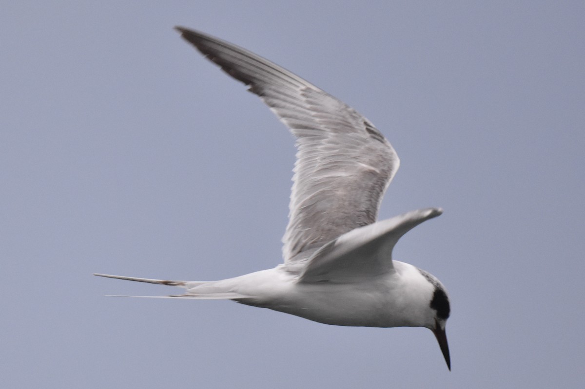 Forster's Tern - ML617345553