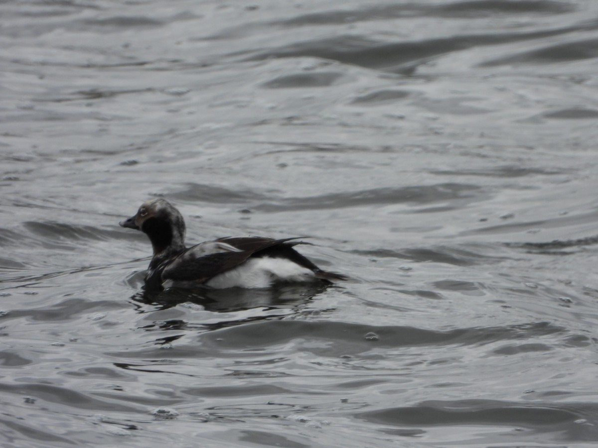 Long-tailed Duck - Richard Guthrie