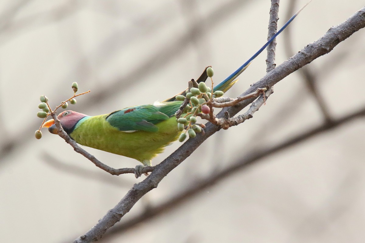 Plum-headed Parakeet - Srinivas Pasumarti