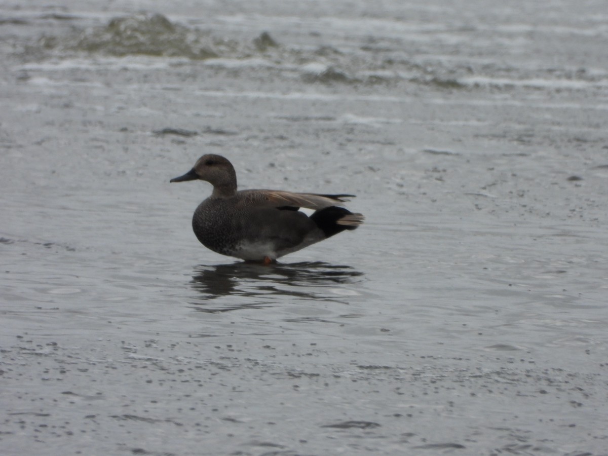 Gadwall - ML617345637