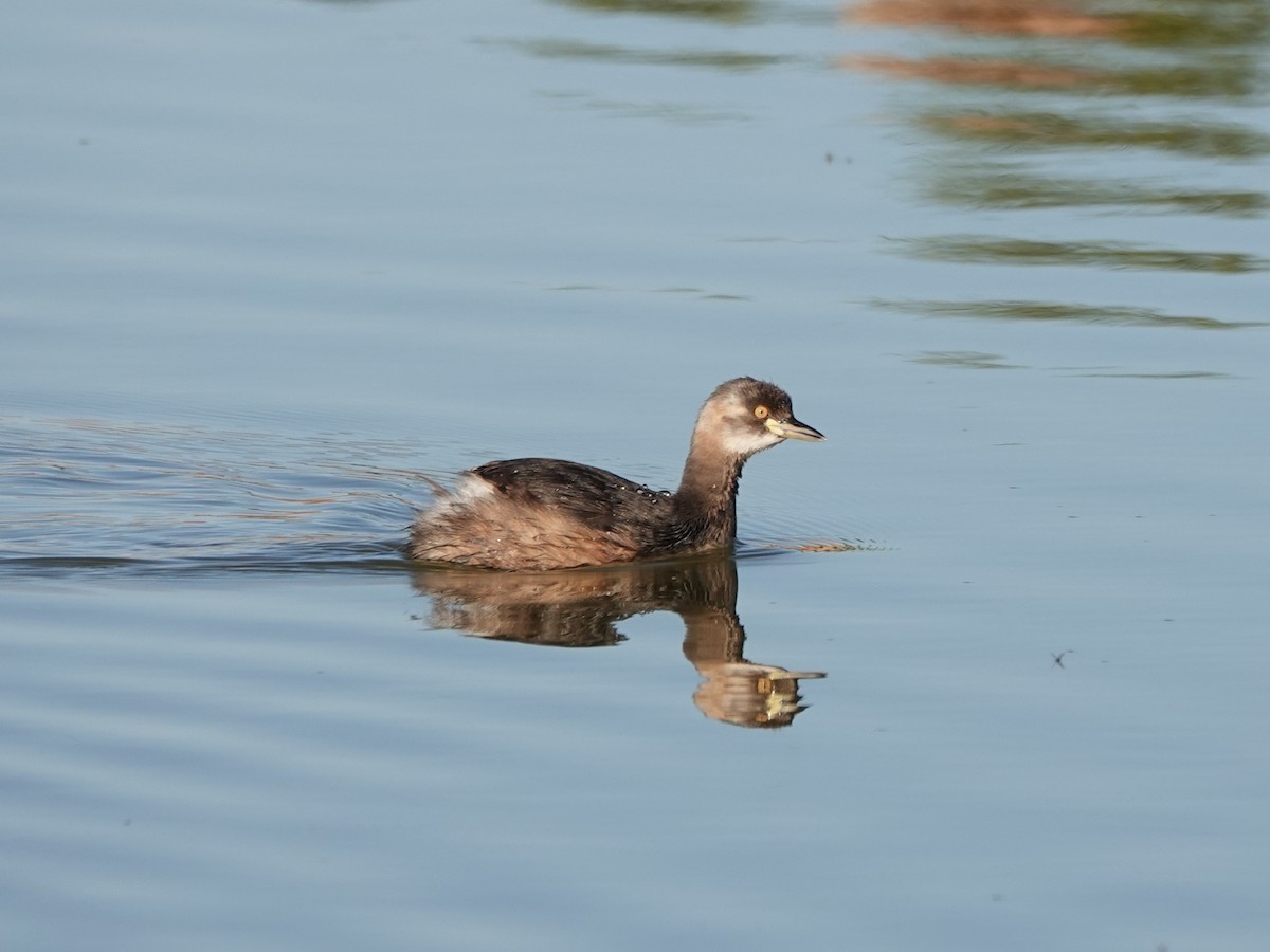 Australasian Grebe - ML617345658