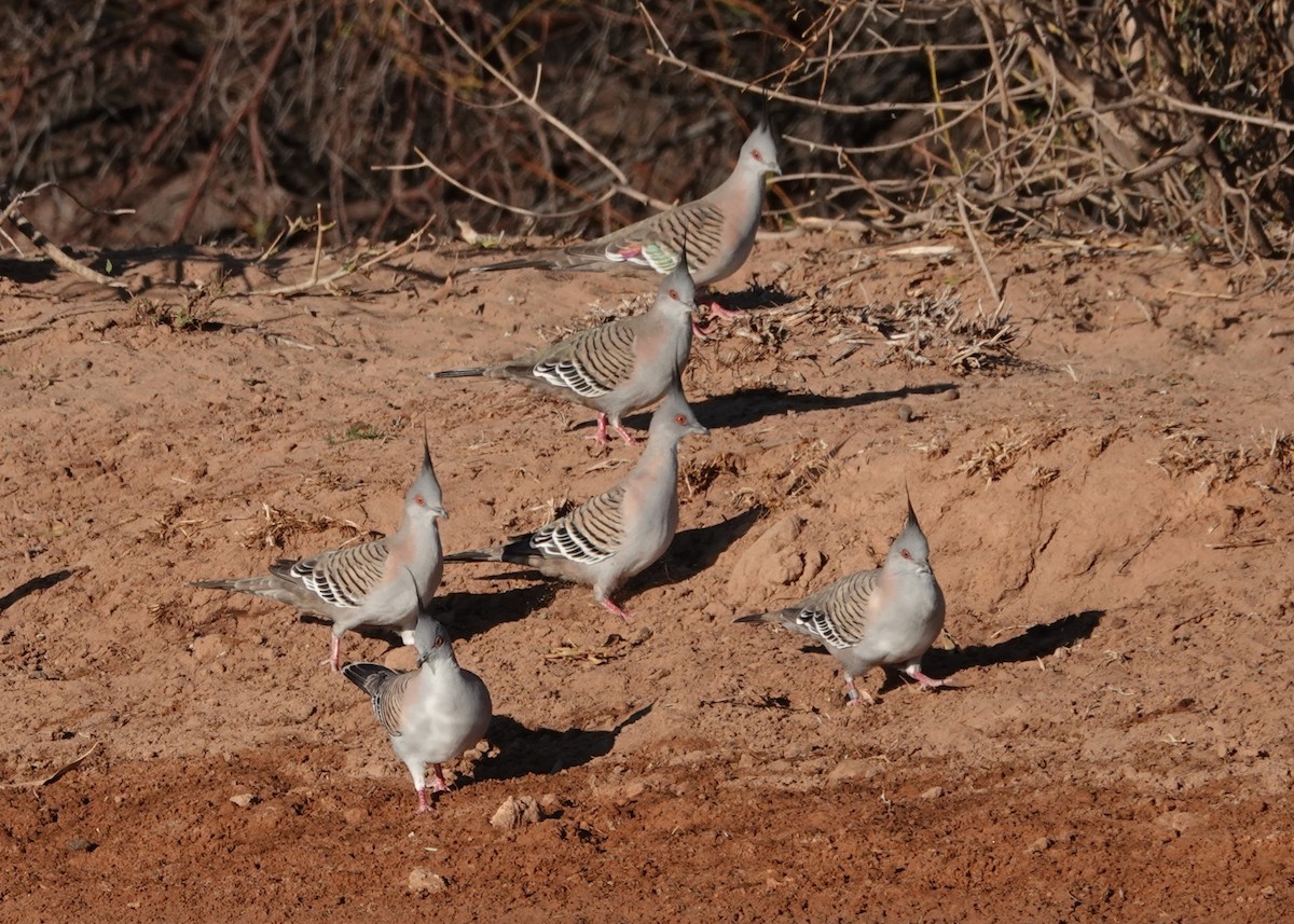 Crested Pigeon - ML617345660