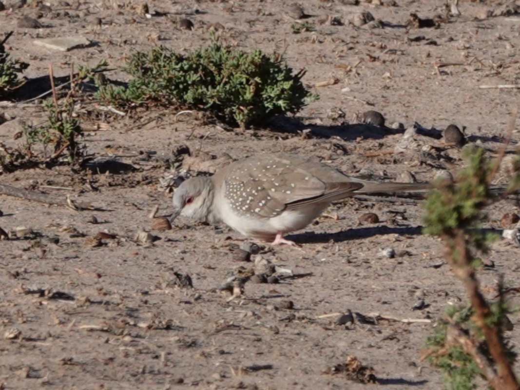 Diamond Dove - ML617345665