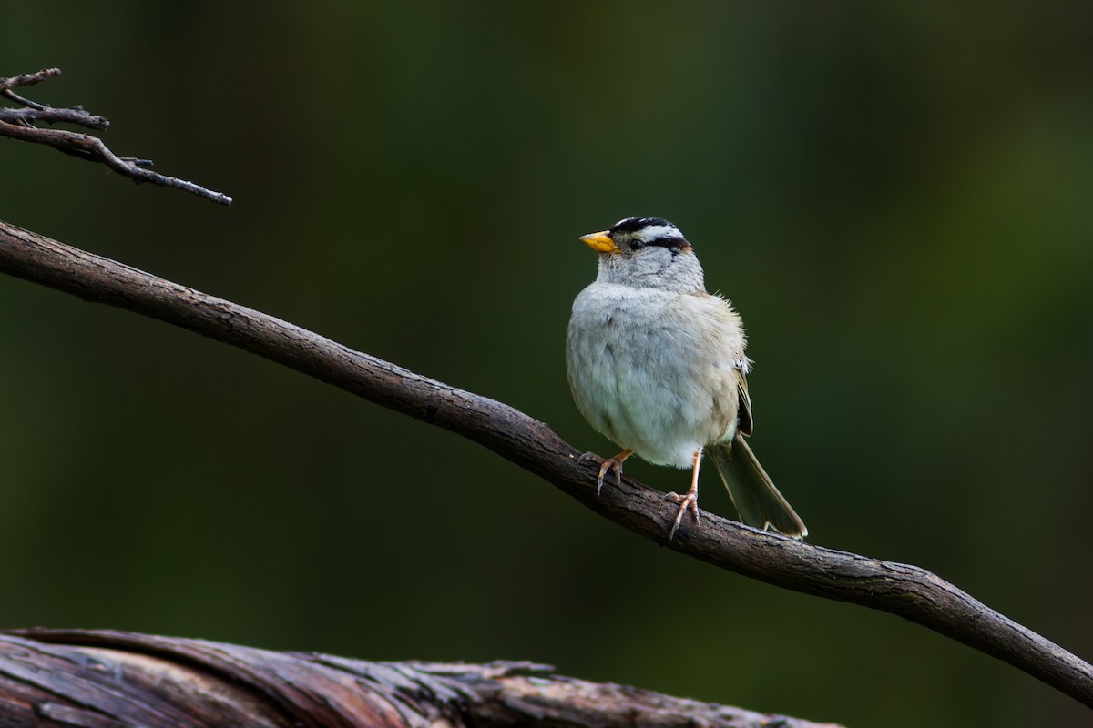 White-crowned Sparrow - ML617345678