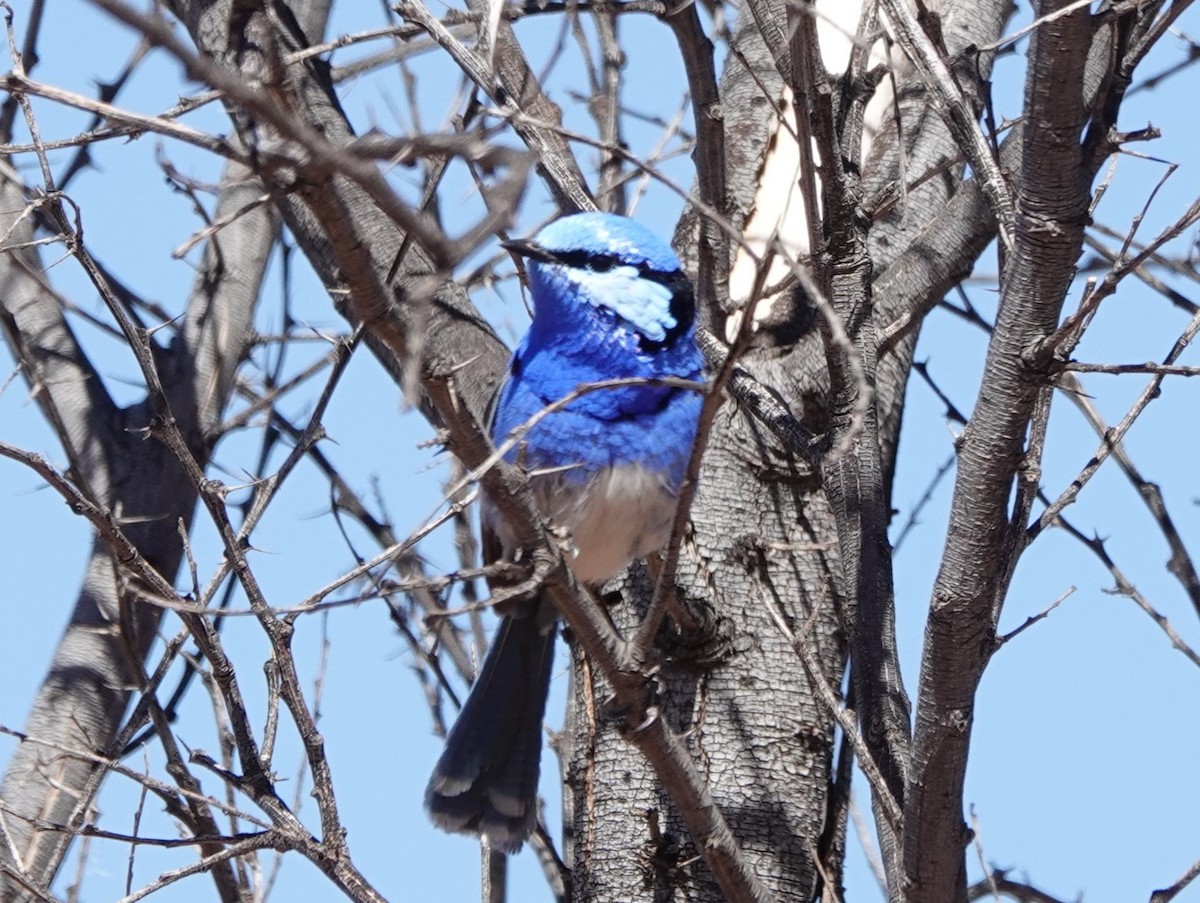 Splendid Fairywren - ML617345736