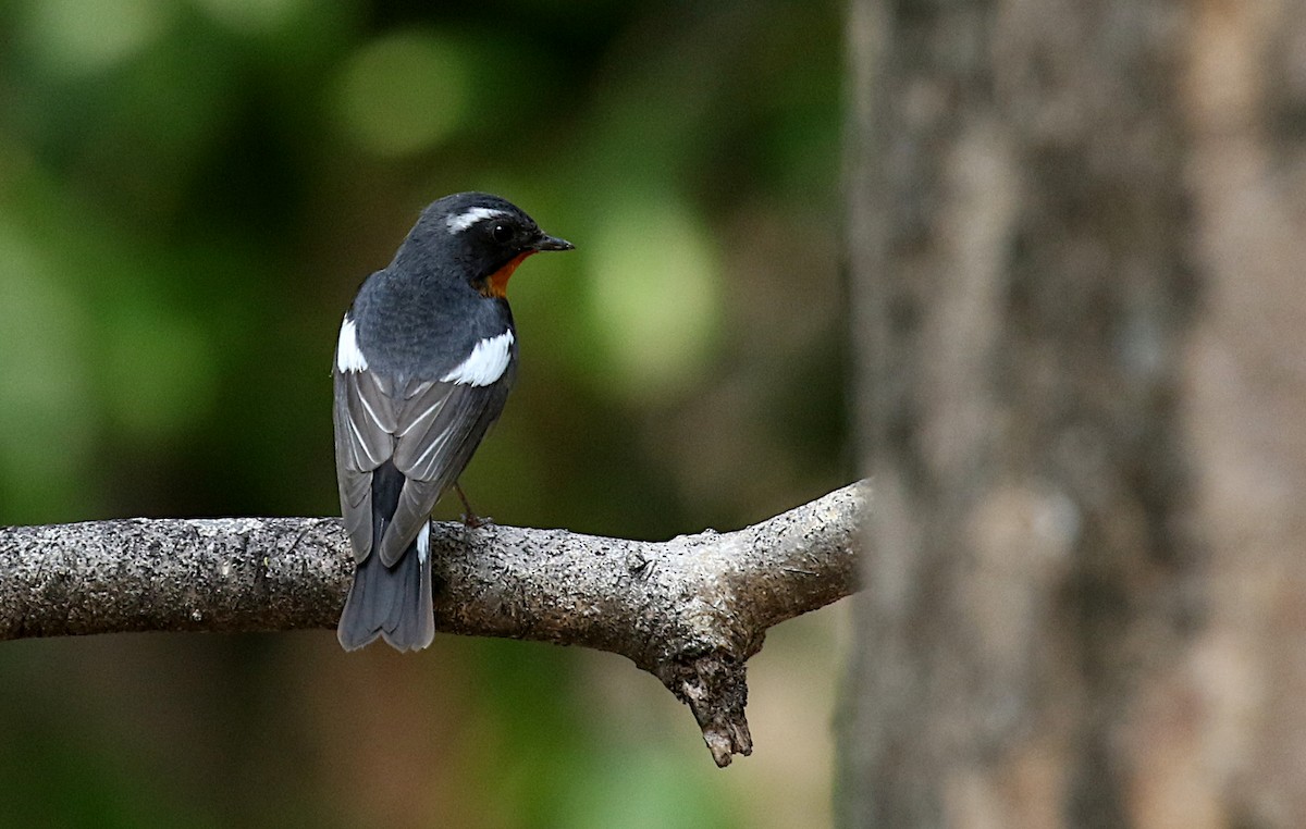 Mugimaki Flycatcher - ML617345746