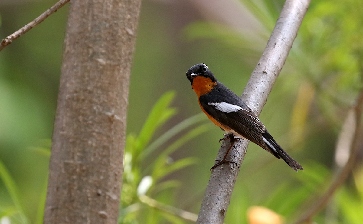 Mugimaki Flycatcher - ML617345747