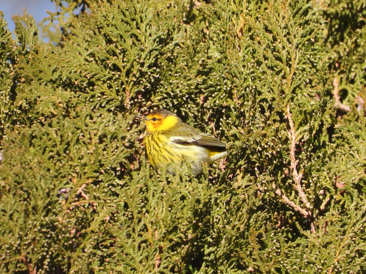 Cape May Warbler - Colby Neuman