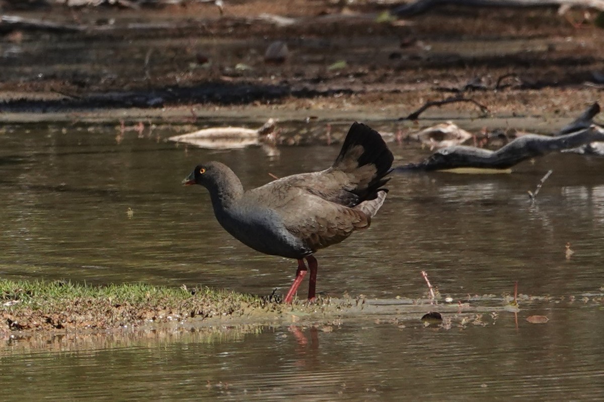 Black-tailed Nativehen - Steve Kornfeld