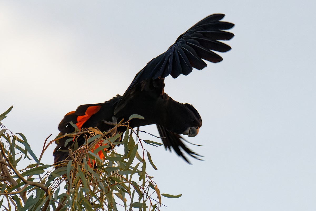 Red-tailed Black-Cockatoo - ML617345803