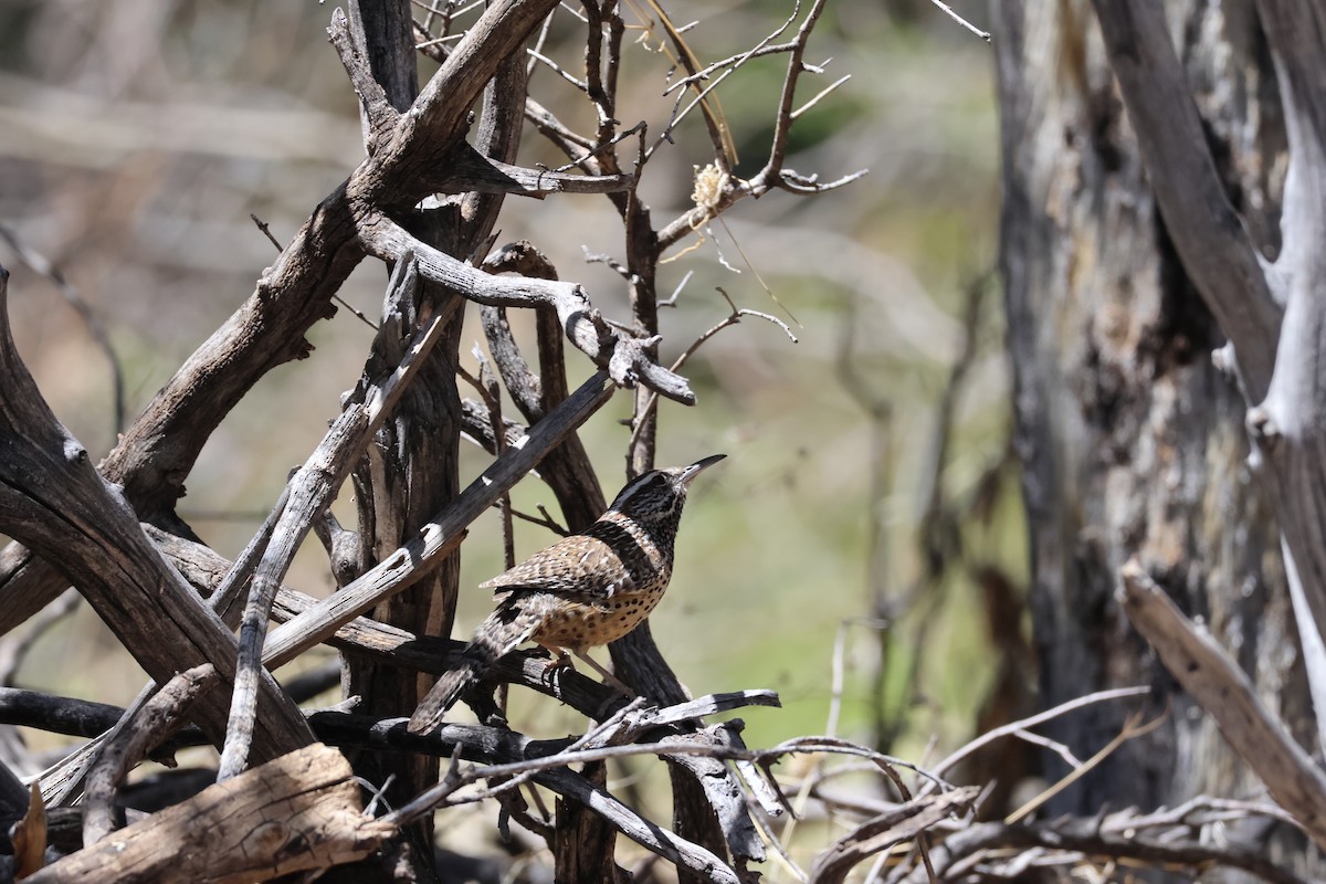 Cactus Wren - ML617345809