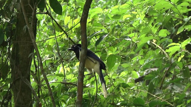 Plush-crested Jay - ML617345851