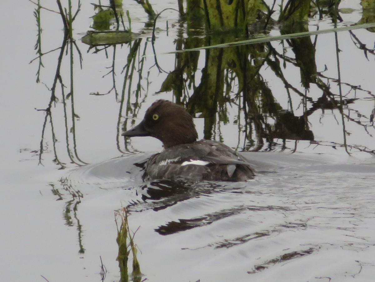 Common Goldeneye - ML617345870