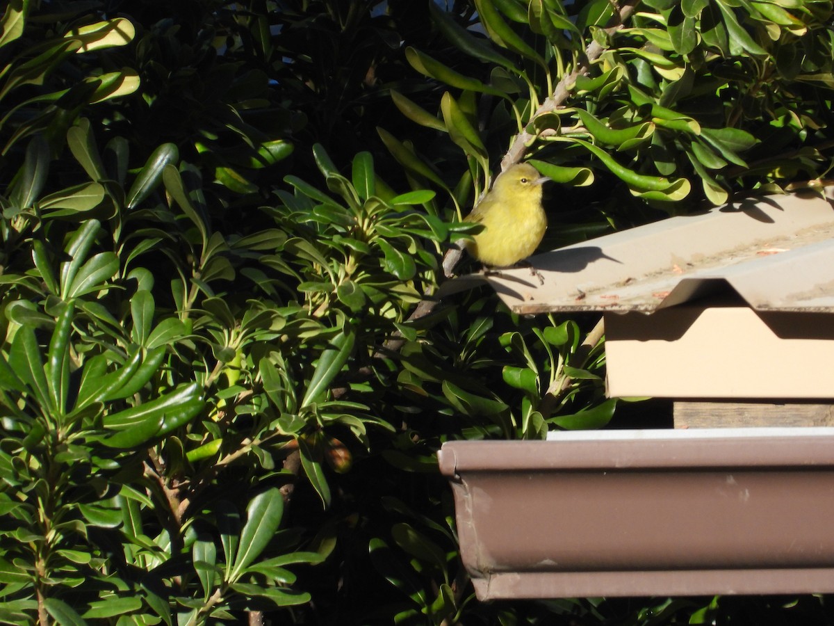 Orange-crowned Warbler - Colby Neuman