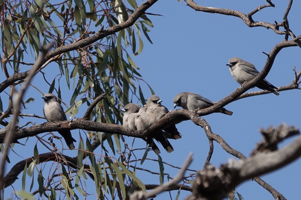 Black-faced Woodswallow - ML617345889