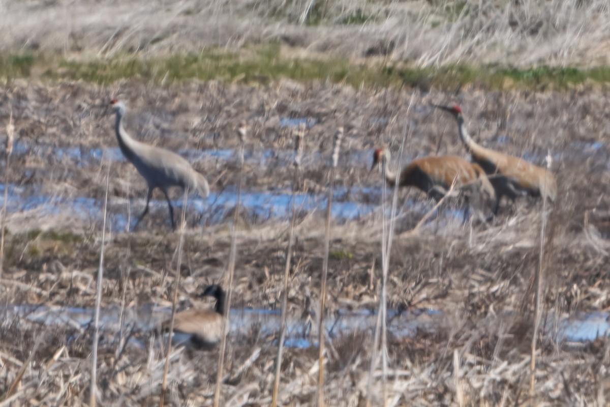 Sandhill Crane - ML617345891