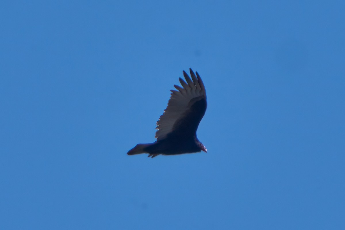 Turkey Vulture - ML617345902