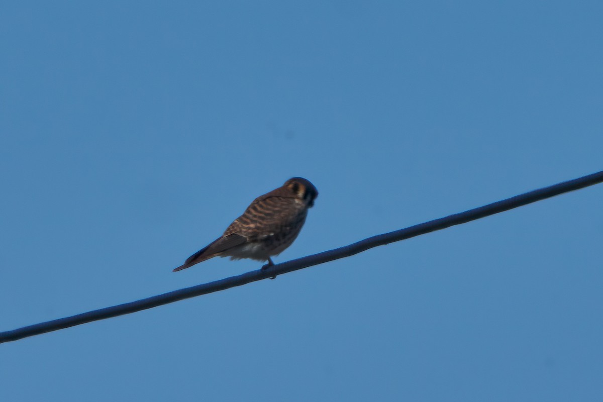 American Kestrel - Hunter Book