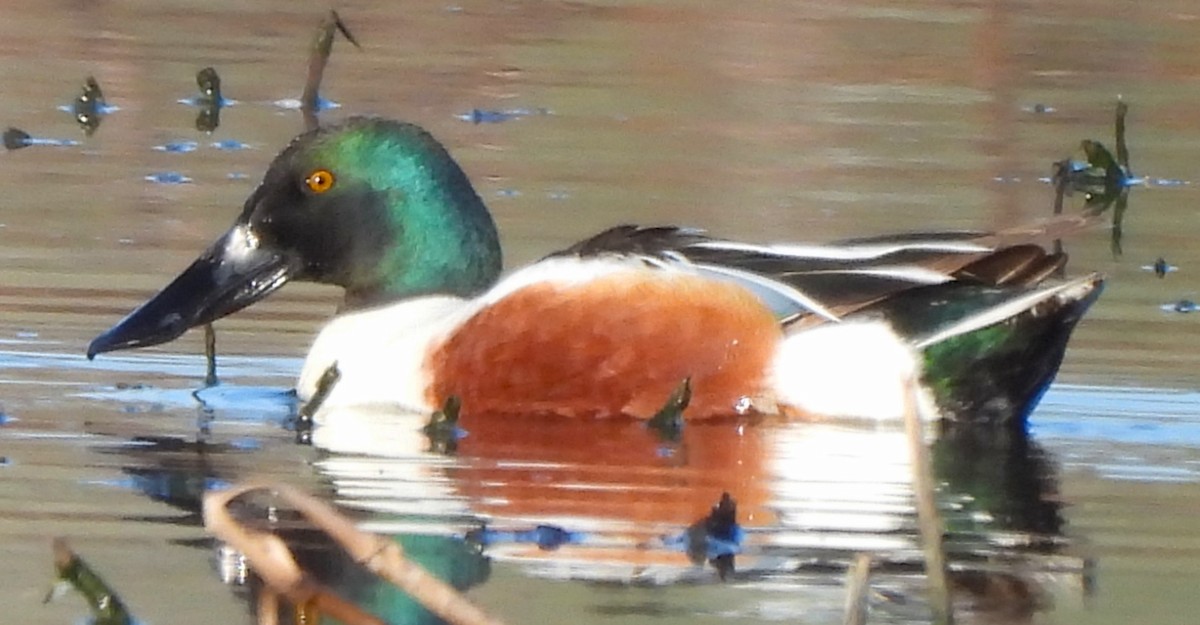 Northern Shoveler - ML617345914