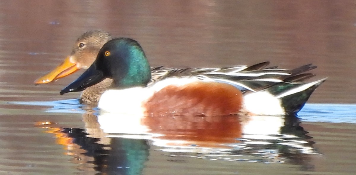 Northern Shoveler - ML617345915