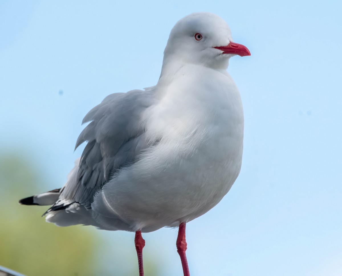 Silver Gull - ML617346000