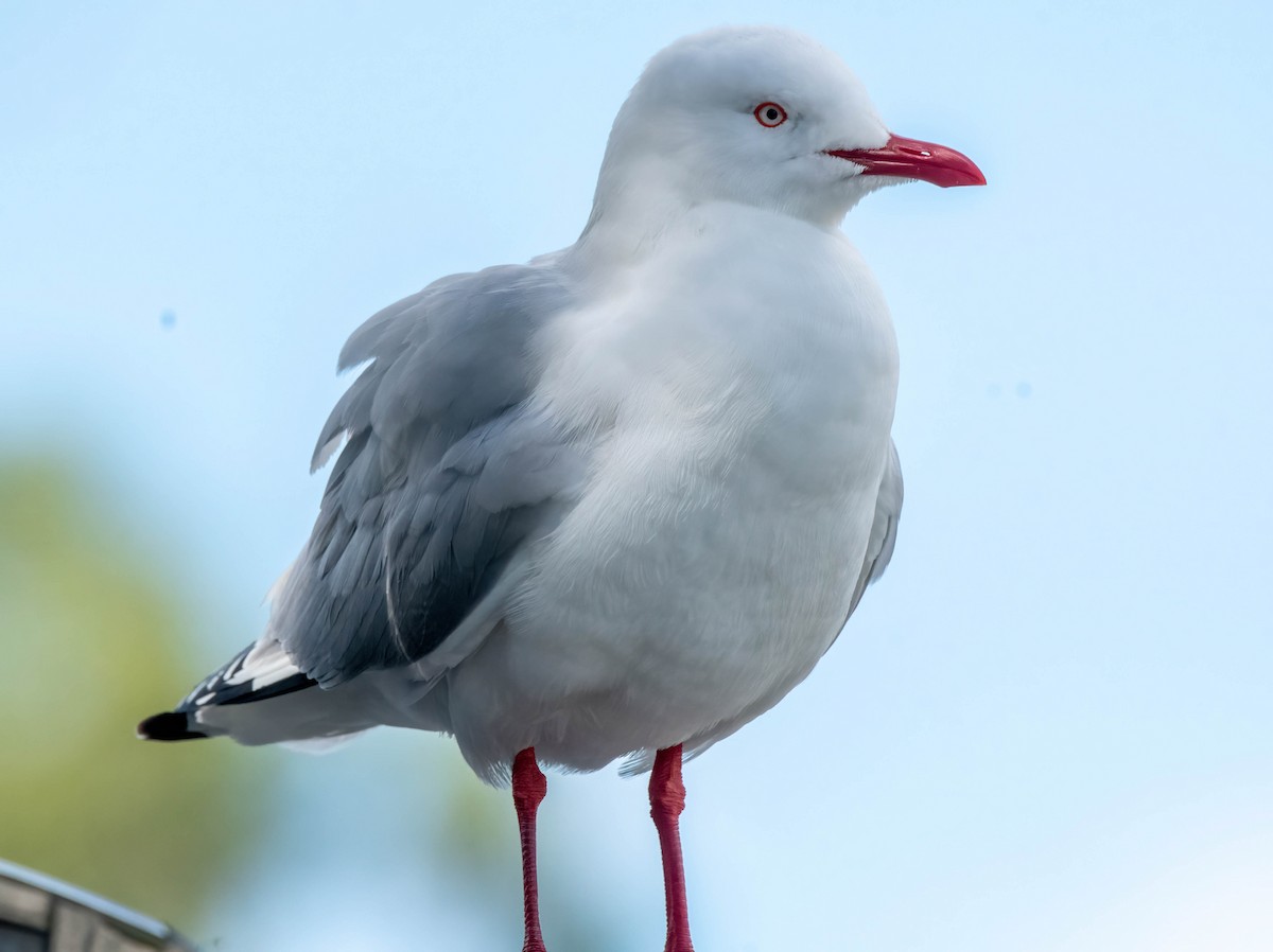 Silver Gull - ML617346001