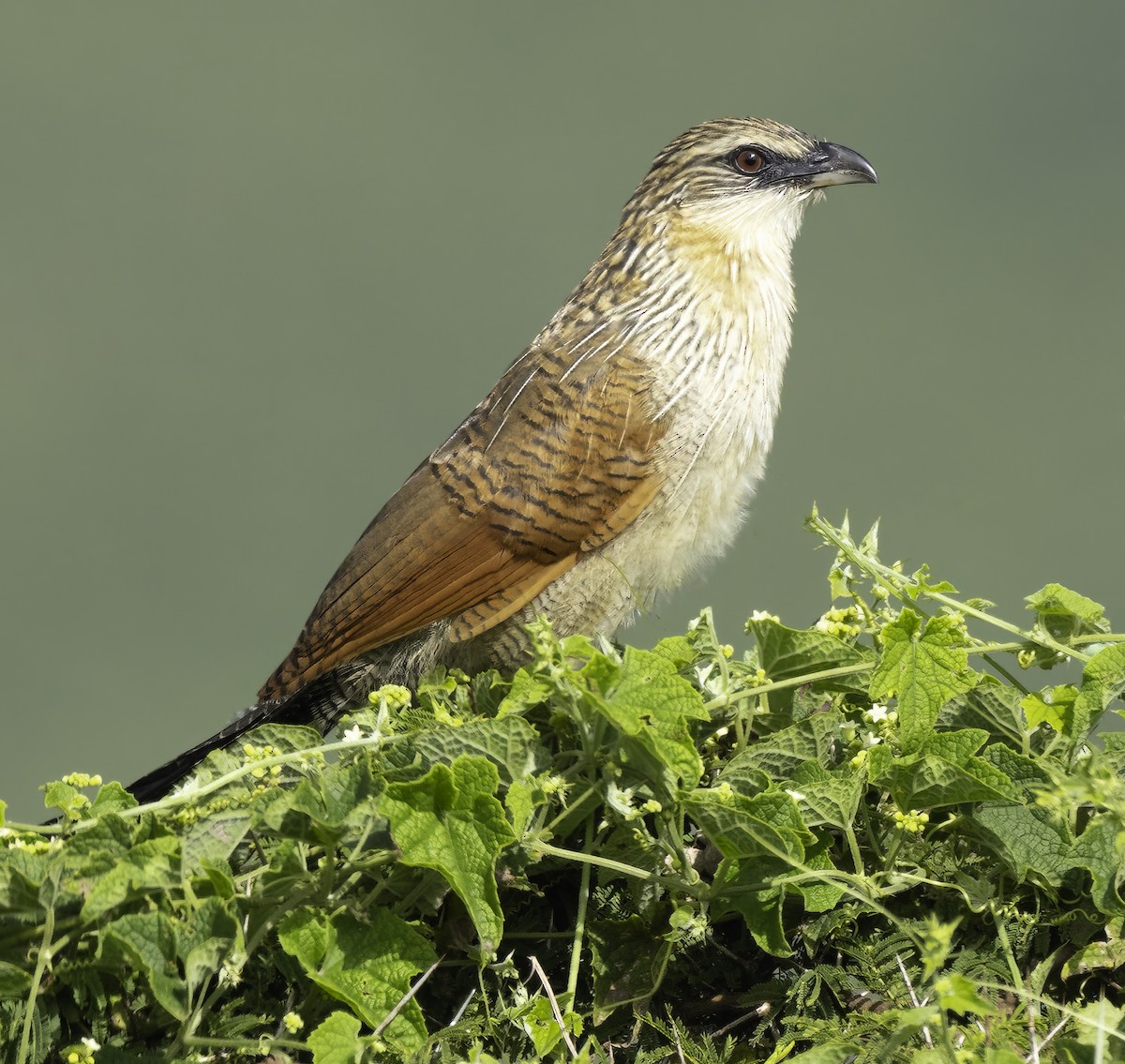 Coucal à sourcils blancs - ML617346002