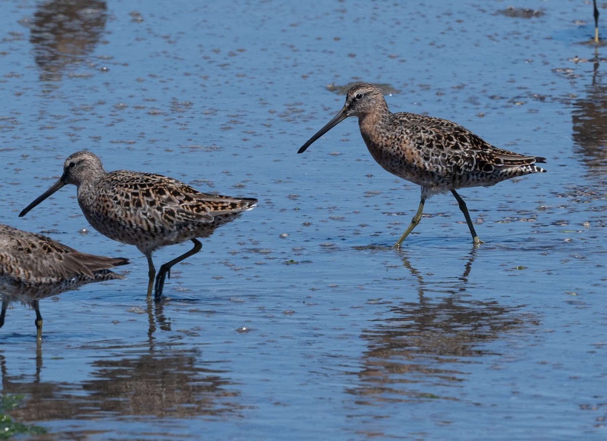 Long-billed Dowitcher - ML617346011