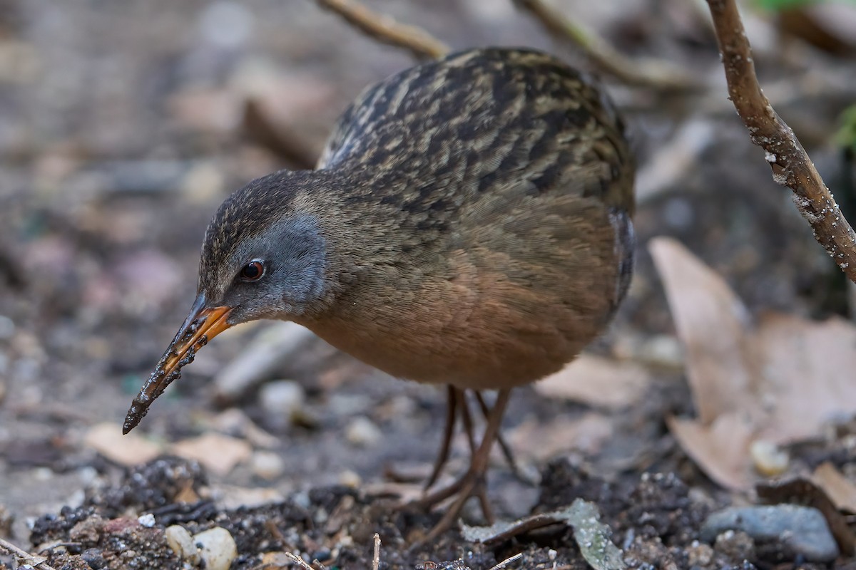 Virginia Rail - ML617346023