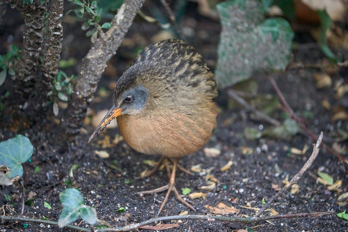 Virginia Rail - ML617346024