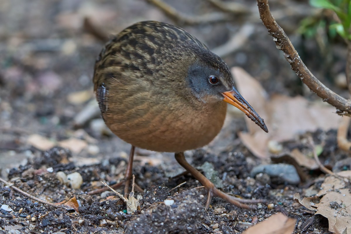 Virginia Rail - Hunter Book