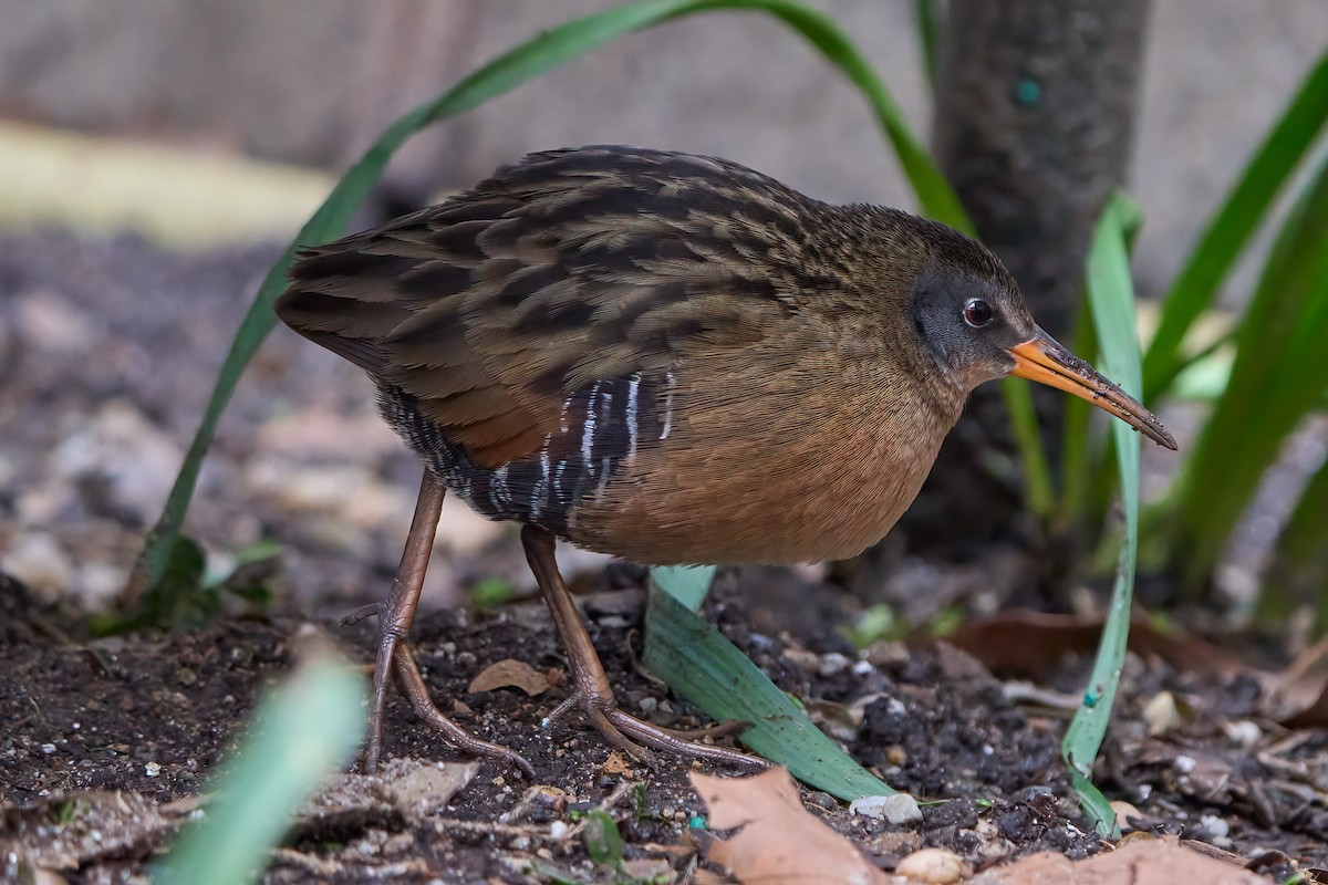 Virginia Rail - ML617346026