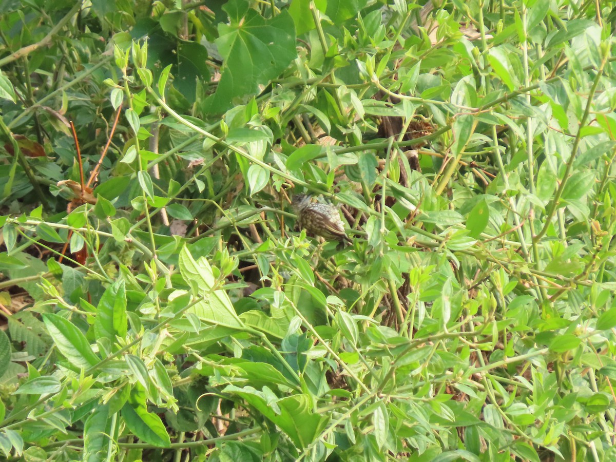 Scaled Piculet - Cristian Cufiño