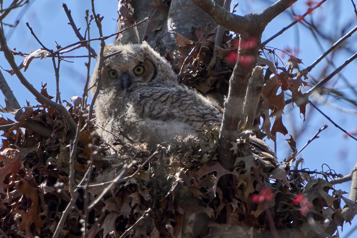 Great Horned Owl - ML617346064