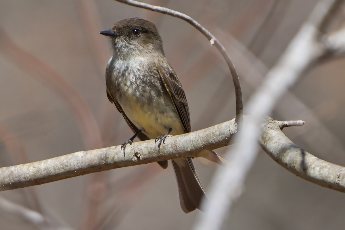 Eastern Phoebe - ML617346071