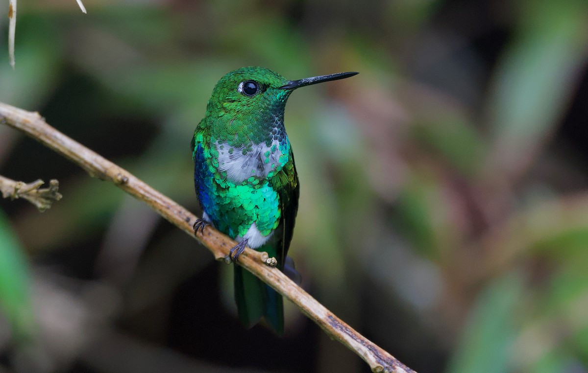 Emerald-bellied Puffleg - ML617346152