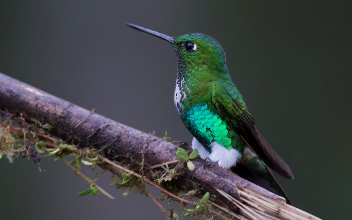 Emerald-bellied Puffleg - ML617346158